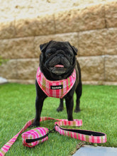 Load image into Gallery viewer, Harness Bundle 3 Accessories - Santa Monica