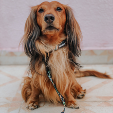 Load image into Gallery viewer, Collar Bundle 3 Accessories - Bogota