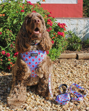 Load image into Gallery viewer, Harness Bundle 3 Accessories - Huelva