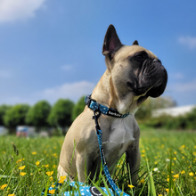 Load image into Gallery viewer, Collar Bundle 3 Accessories - Nice