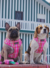 Load image into Gallery viewer, Harness Bundle 3 Accessories - Santa Monica