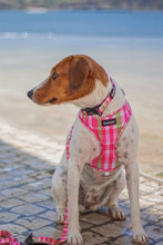 Load image into Gallery viewer, Adjustable Harness - Santa Monica