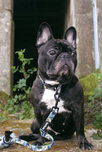 Load image into Gallery viewer, Adjustable Collar - Bangkok