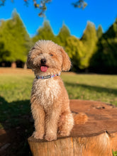 Load image into Gallery viewer, Adjustable Collar - Huelva