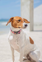 Load image into Gallery viewer, Adjustable Collar - Santa Monica