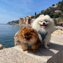 Load image into Gallery viewer, Adjustable Harness - Nice