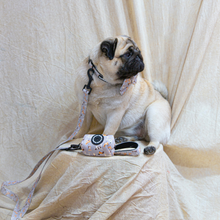 Load image into Gallery viewer, Leash - Toronto