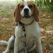 Load image into Gallery viewer, Adjustable Collar - Toronto