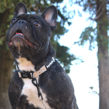 Load image into Gallery viewer, Adjustable Collar - Toronto